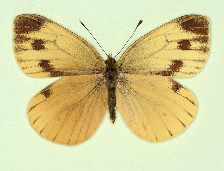 Pieris napi female (aberrant form citronea) (Internet Image property of respective owner, non-commercial use only)